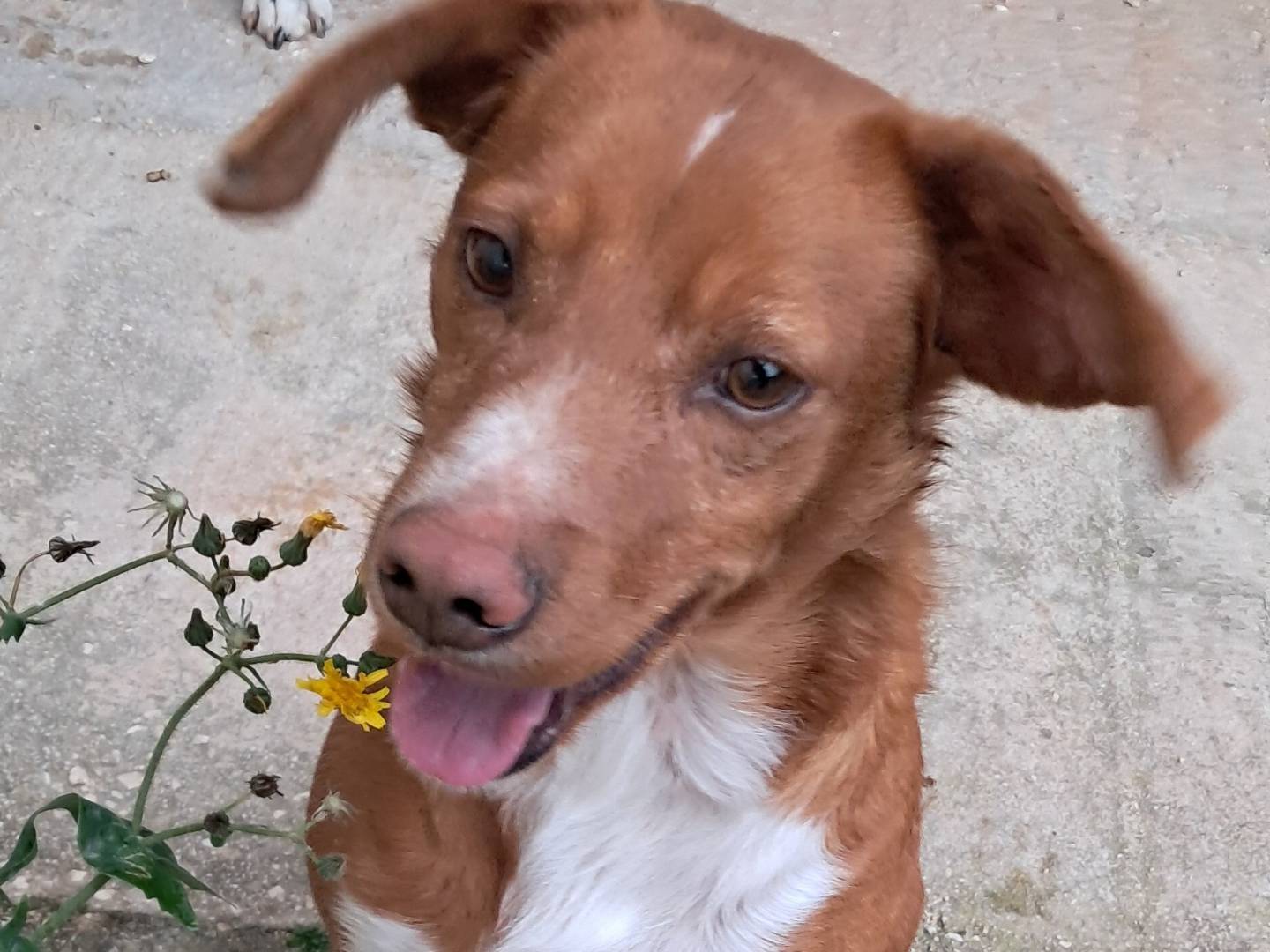 Adozione cane, maschio, Razza sconosciuta Razza sconosciuta, 1 anno e 10 mesi , taglia media, Agrigento