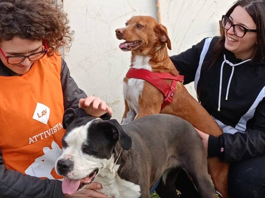 Adotta un cane, maschio, 1 anno e 10 mesi , Agrigento