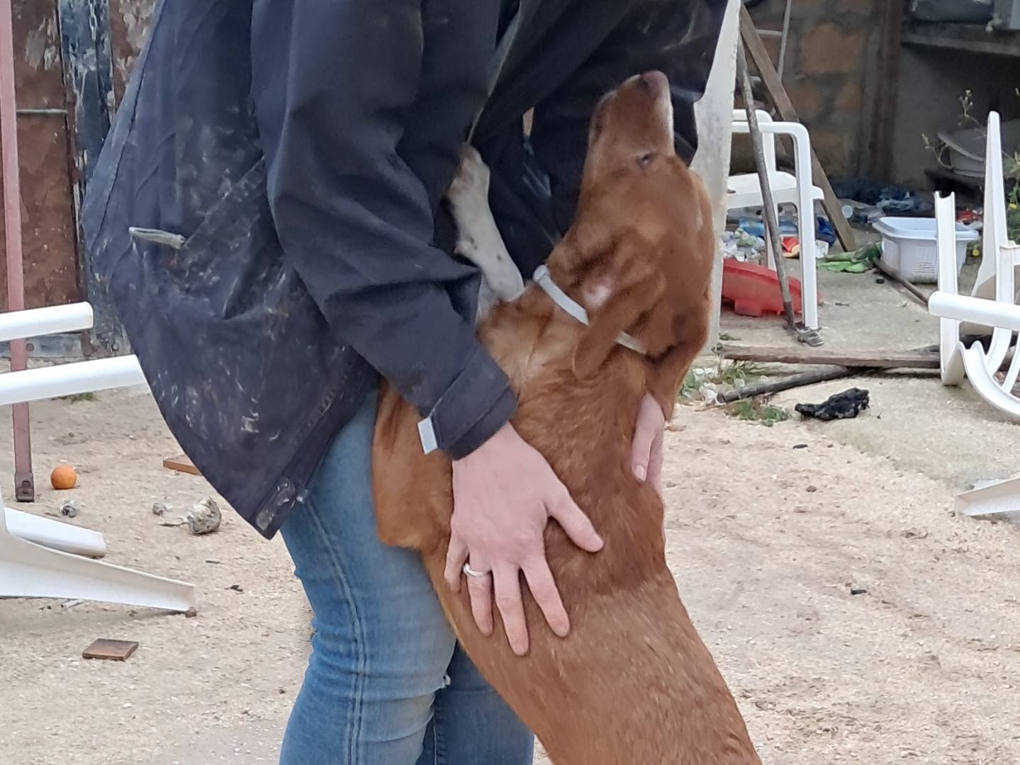 Adotta un cane, taglia media, maschio, Agrigento