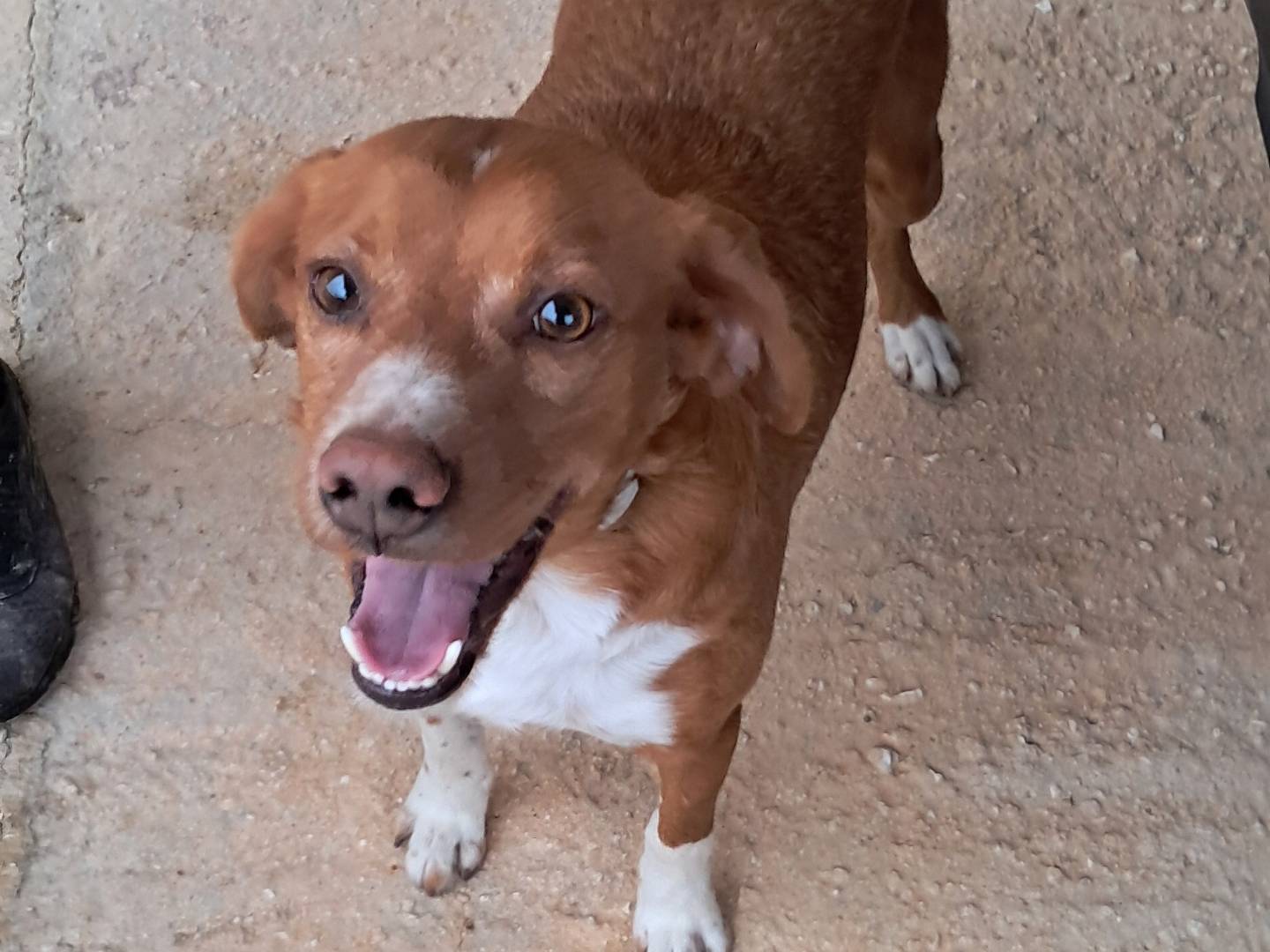 Vuoi adottare un cane a Agrigento?