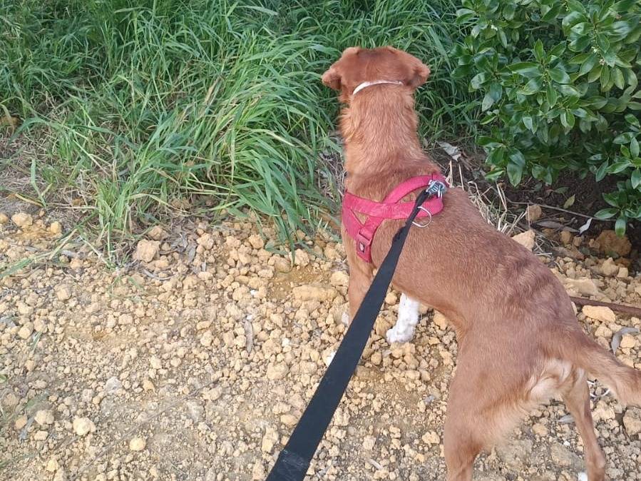 Adotta il cane Ricki a Agrigento
