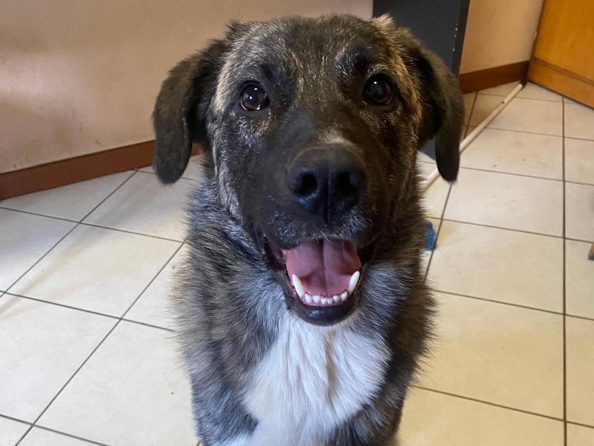 Adotta un cane, maschio, 10 mesi, Milano