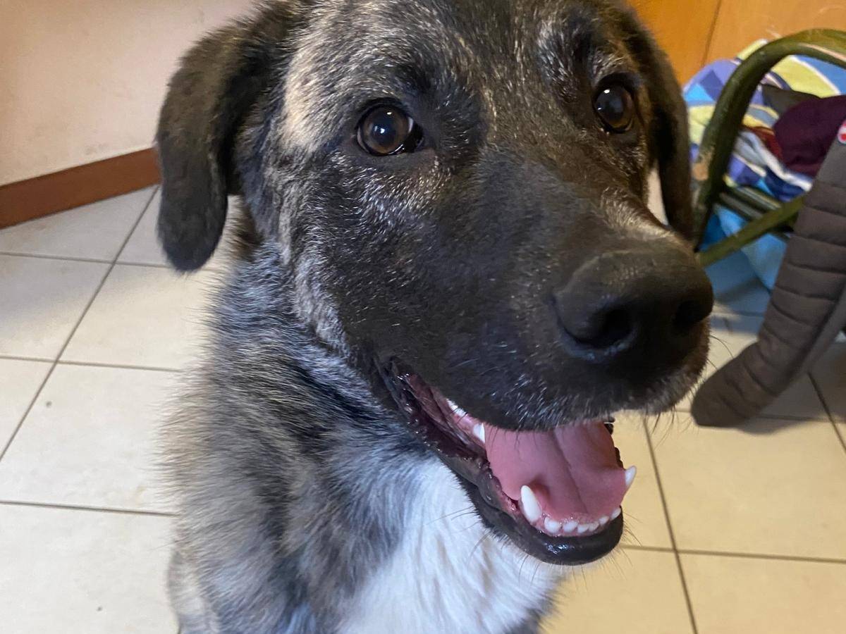 Adotta un cane, taglia grande, maschio, Milano
