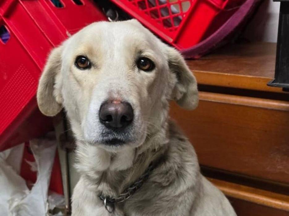 Adotta un cane, femmina, 5 anni  e 2 mesi , Crotone