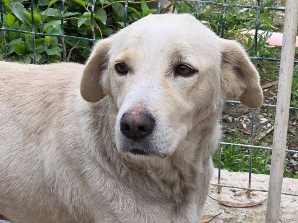 Adotta un cane, taglia media, femmina, Crotone