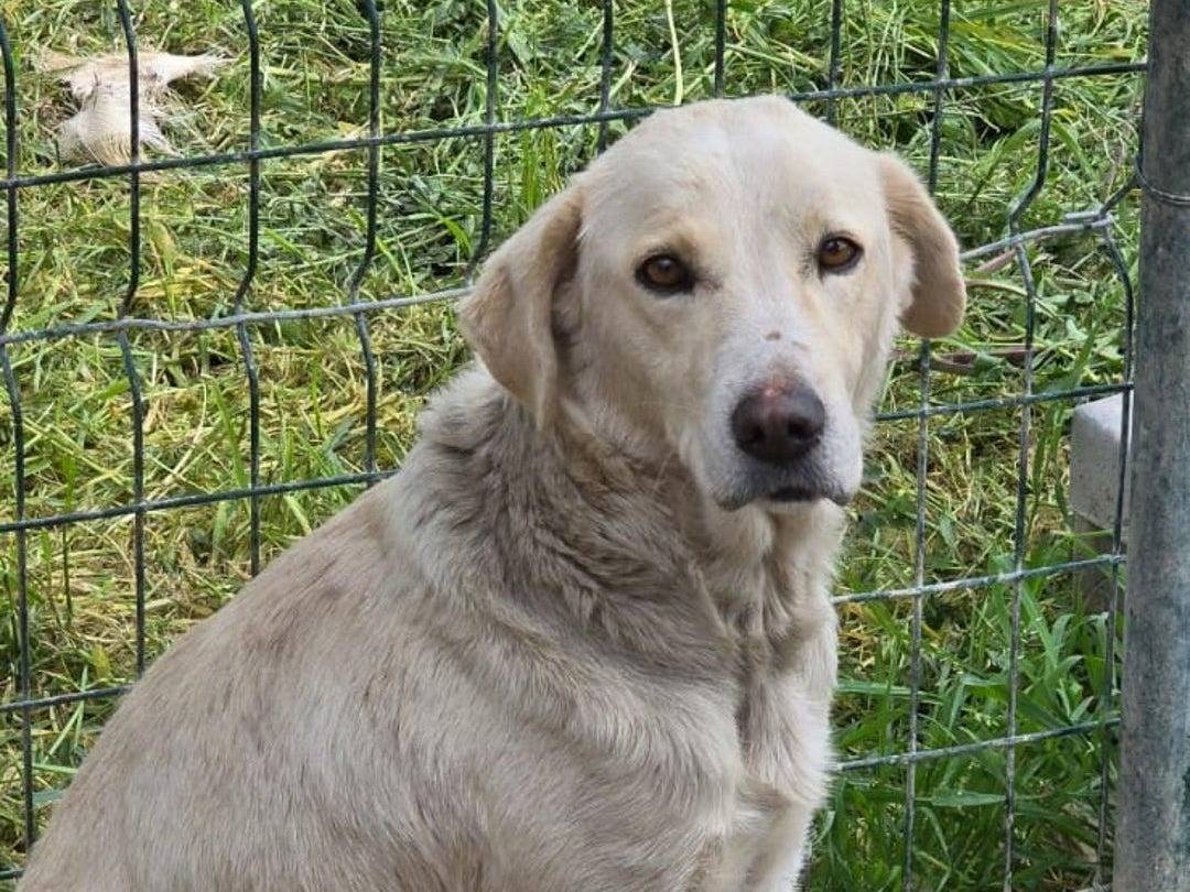 Vuoi adottare un cane a Crotone?