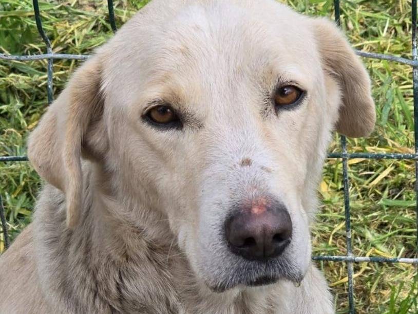 Adotta il cane ALBA  a Crotone