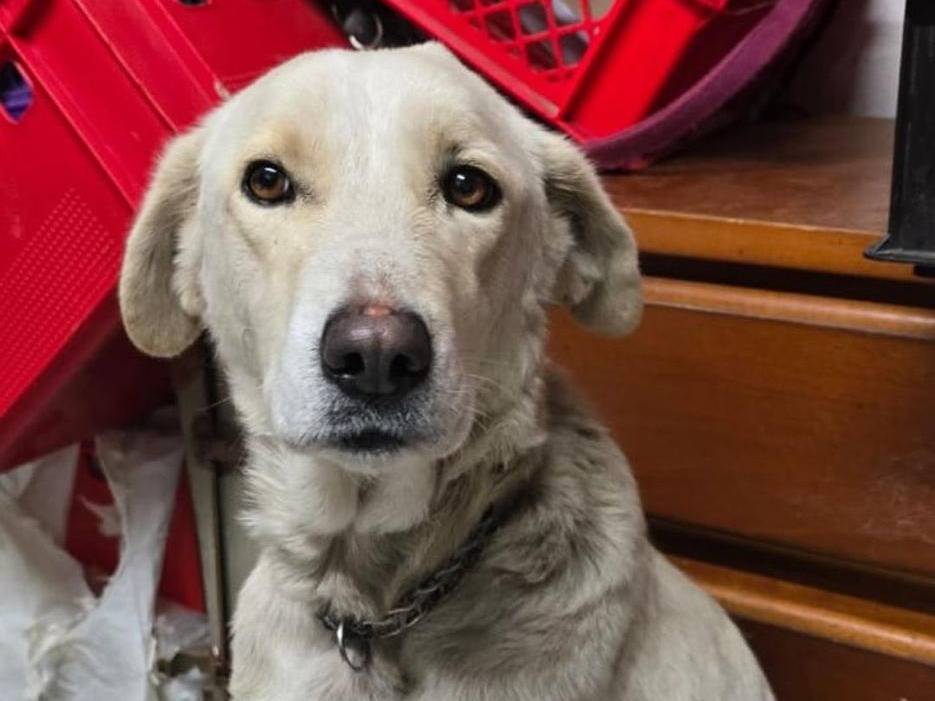 Adotta un cane, taglia media, femmina, Crotone