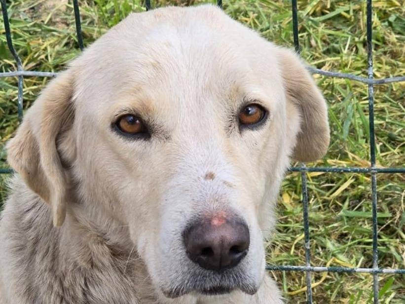 Vuoi adottare un cane a Crotone?