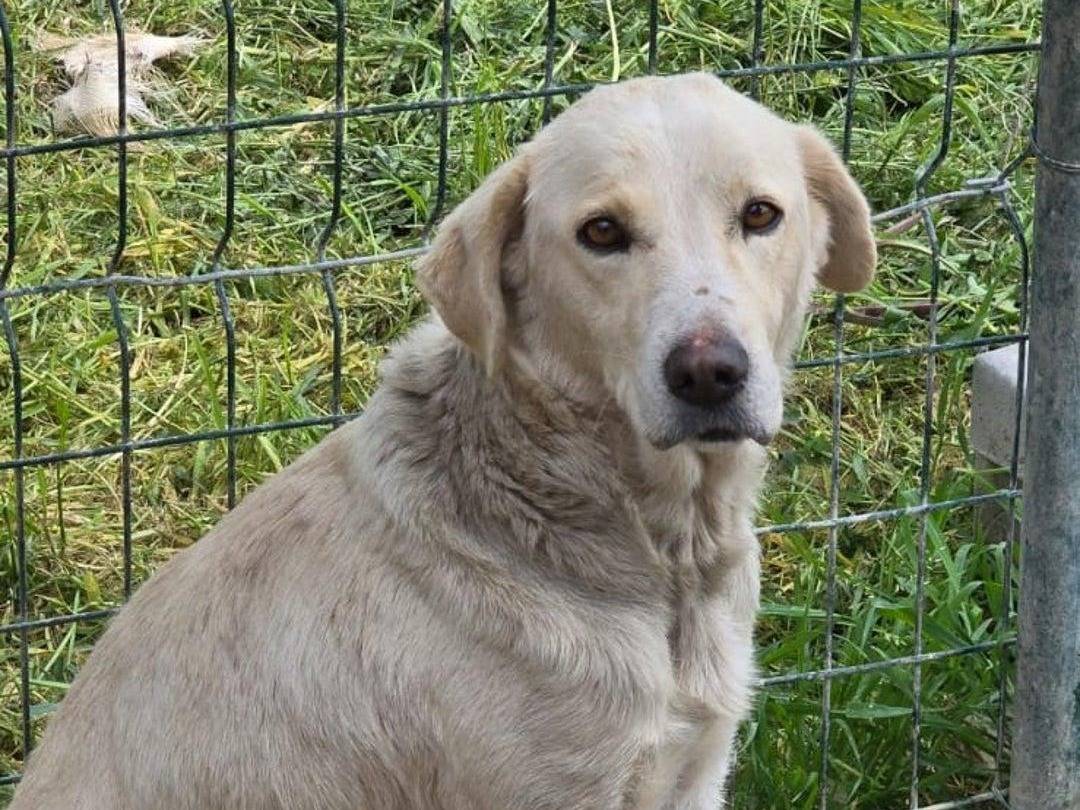 Adotta il cane ALBA  a Crotone