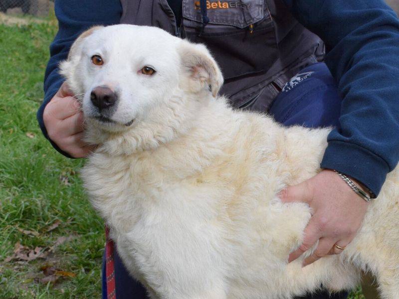 Foto dell'animale