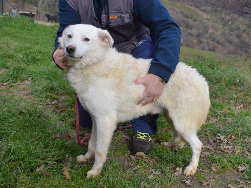 Adotta un cane, maschio, 2 anni  e 5 mesi , Matera