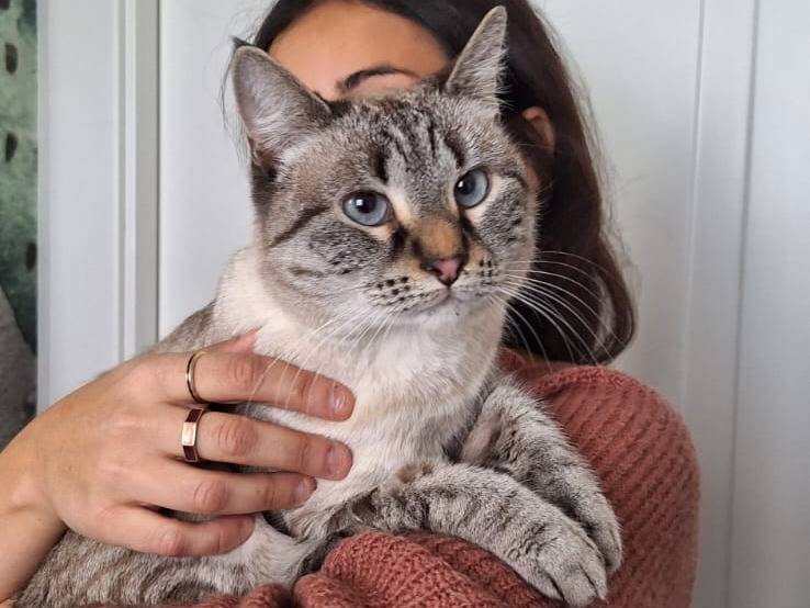 Adotta un gatto, femmina, 3 anni e 6 mesi, Bari
