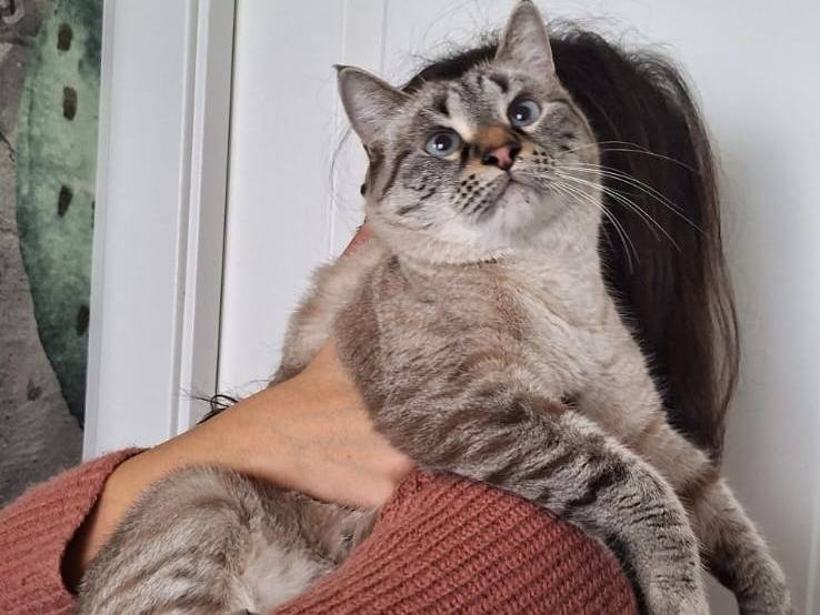 Vuoi adottare un gatto a Bari?