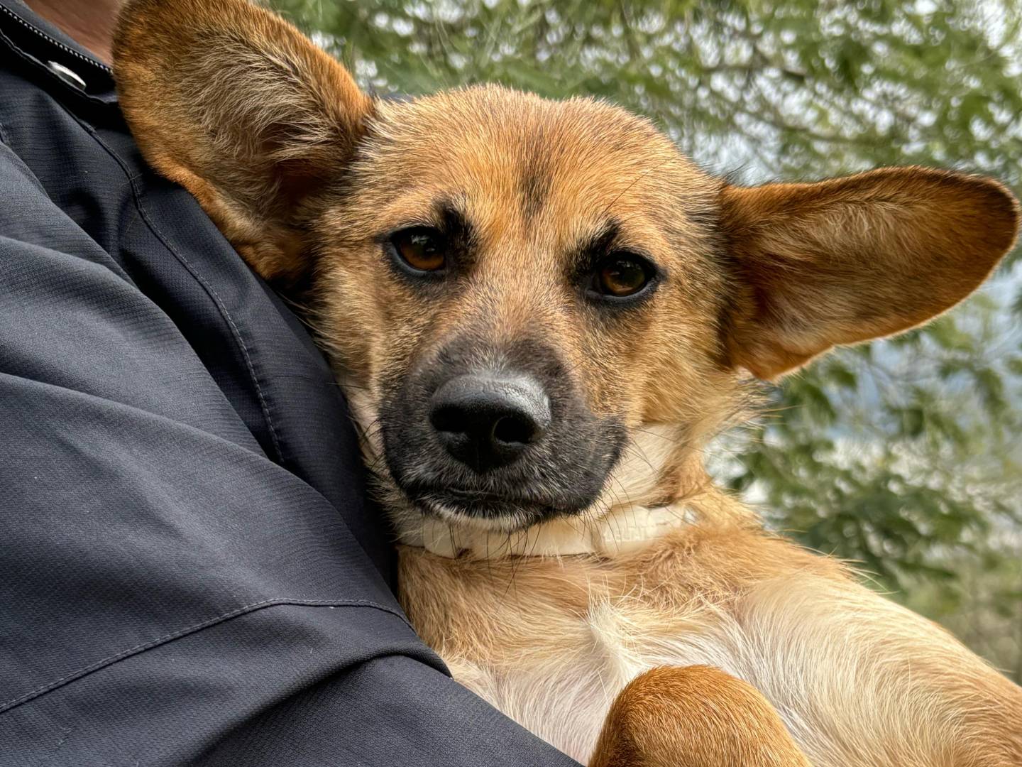 Foto dell'animale