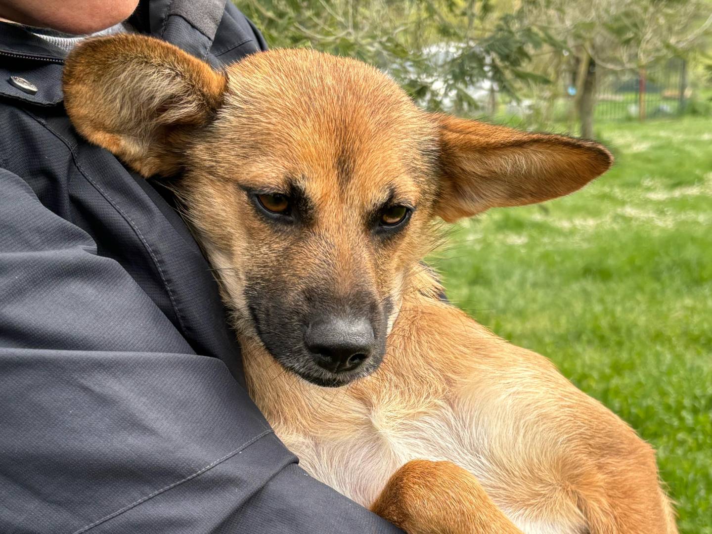 Adotta un cane, femmina, 2 anni  e 3 mesi , Roma