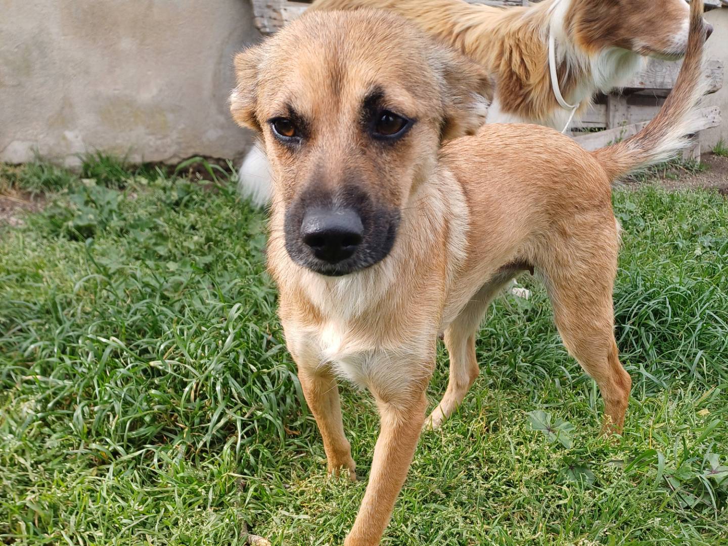 Adotta il cane MUSICA a Roma