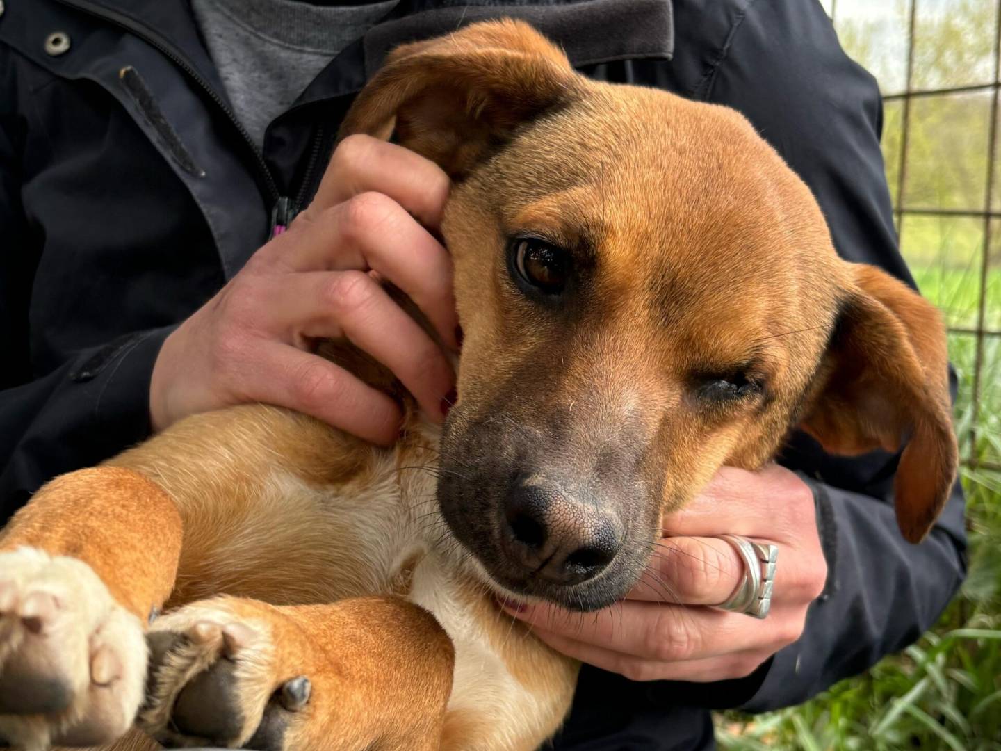Foto dell'animale
