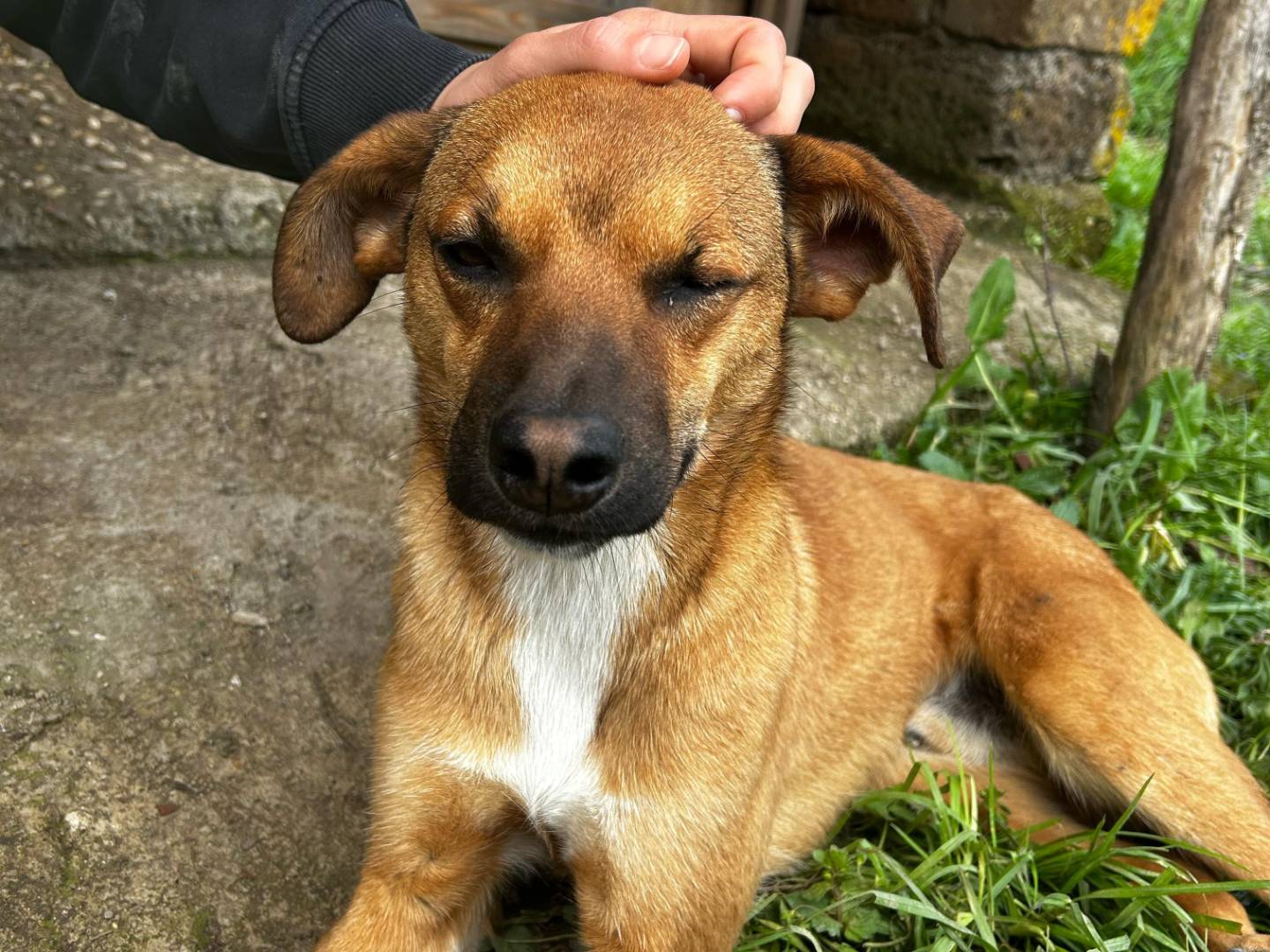 Adotta un cane, taglia piccola, maschio, Roma