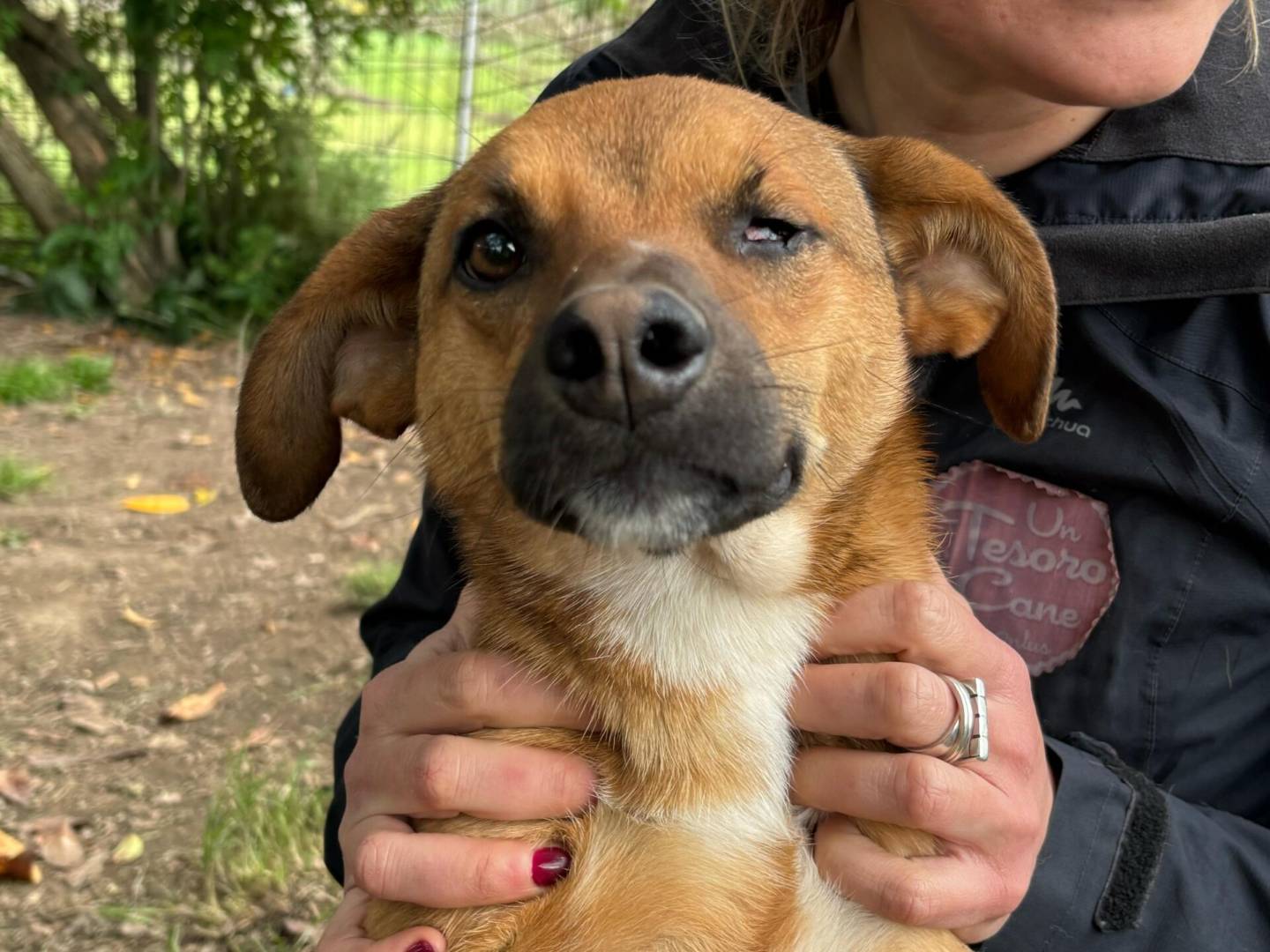 Vuoi adottare un cane a Roma?