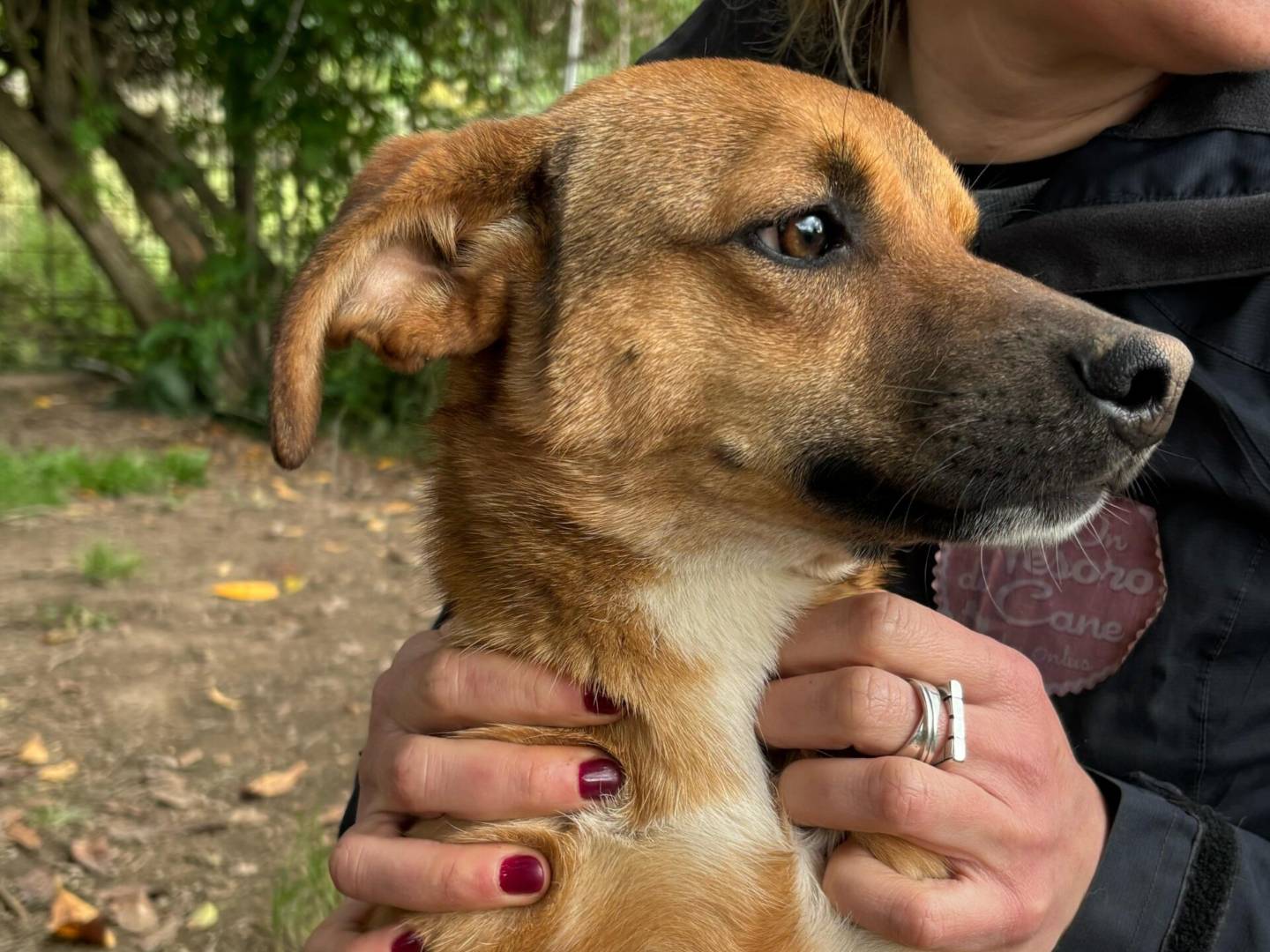 Adotta il cane GUE PEQUENO  a Roma
