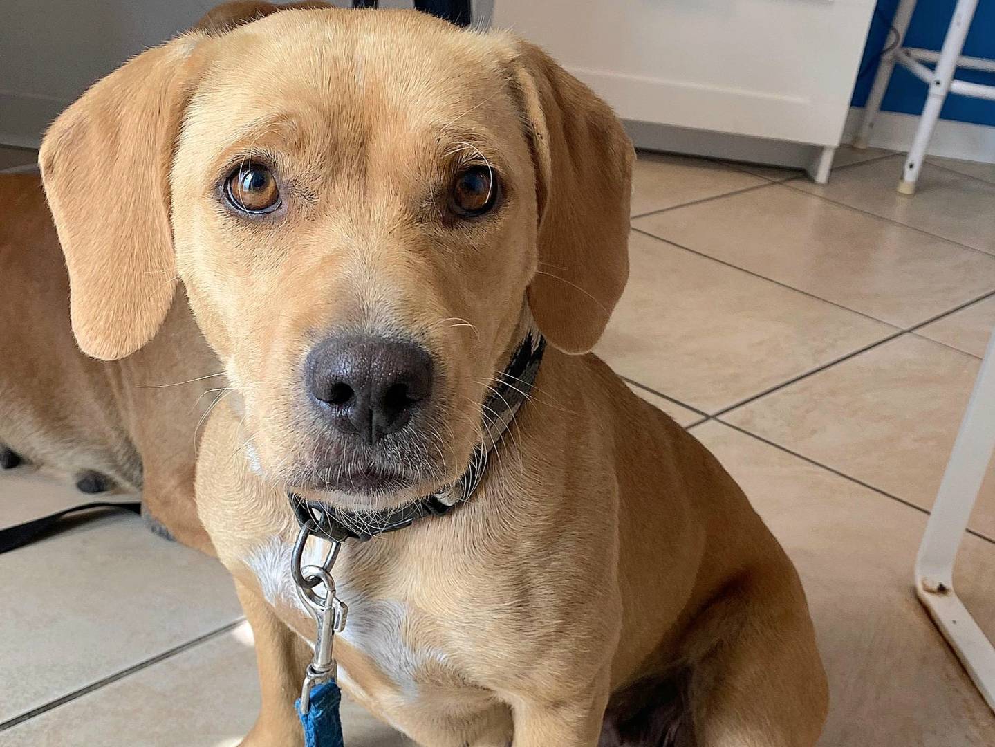 Adozione cane, femmina, Razza sconosciuta Razza sconosciuta, 1 anno e 2 mesi , taglia media contenuta, Teramo