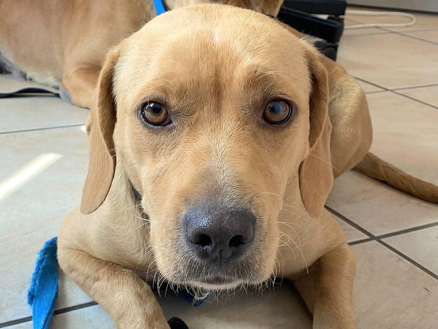 Adotta un cane, femmina, 1 anno e 2 mesi , Teramo