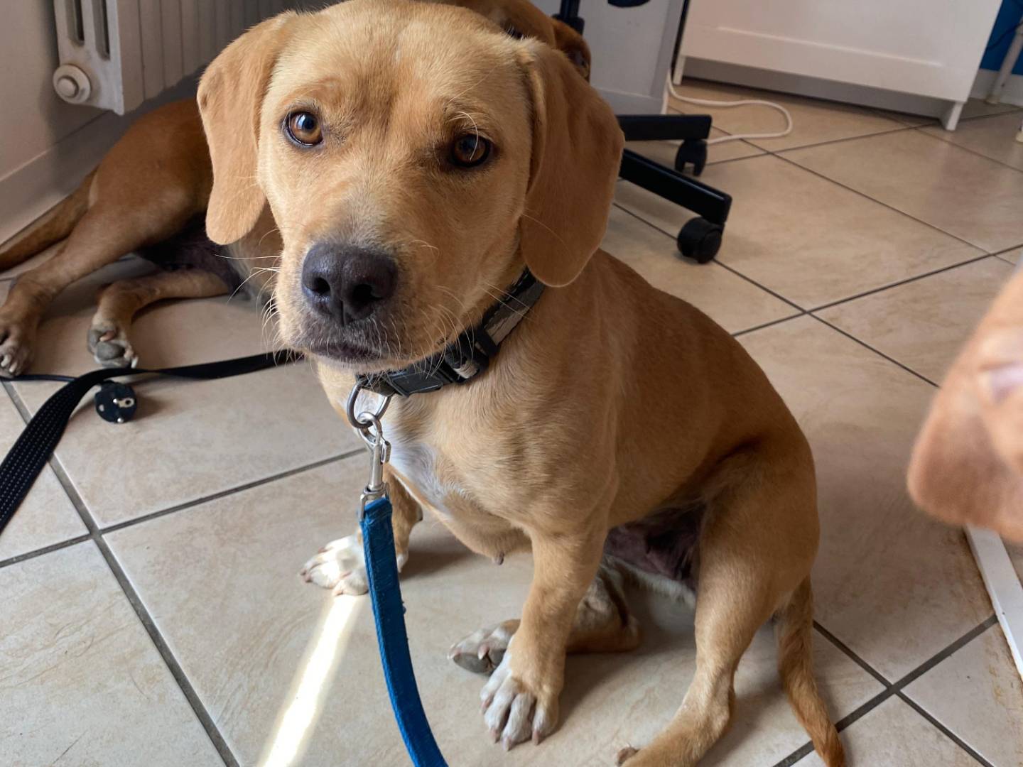 Adotta un cane, taglia media contenuta, femmina, Teramo