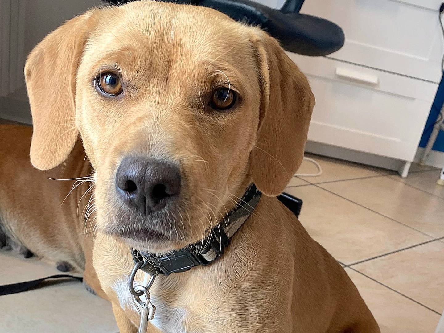 Vuoi adottare un cane a Teramo?