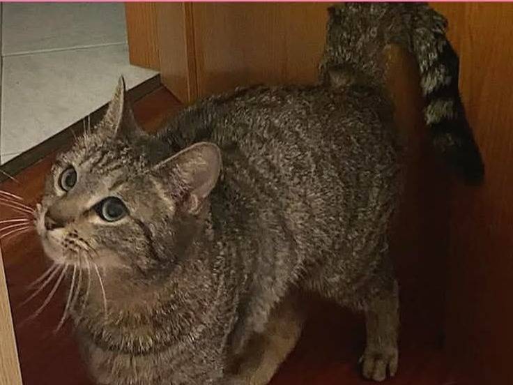Adotta un gatto, femmina, 1 anno e 8 mesi , Torino