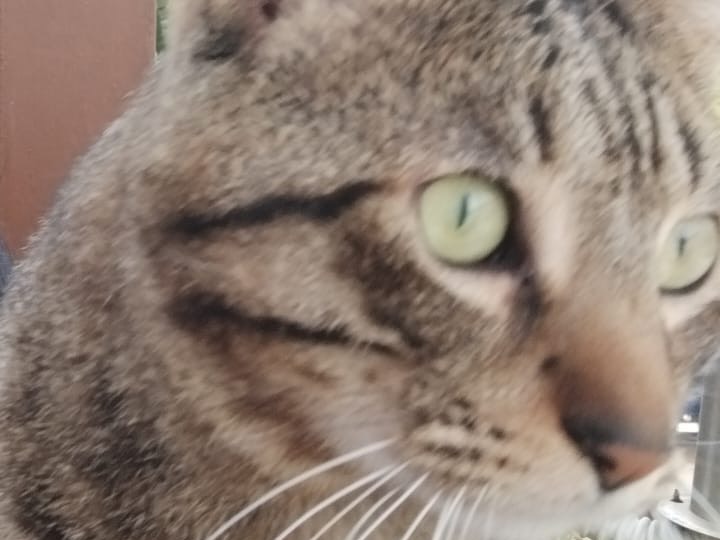 Adotta un gatto, maschio, 2 anni  e 1 mese, Napoli