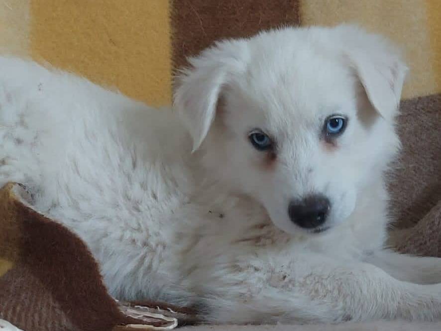 Foto dell'animale