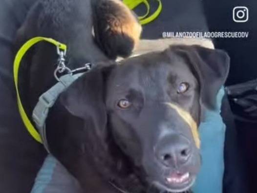 Adotta un cane, maschio, 11 mesi, Milano