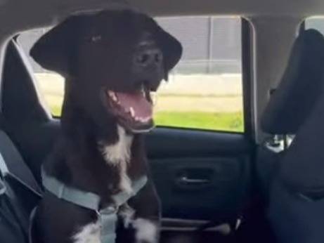 Vuoi adottare un cane a Milano?