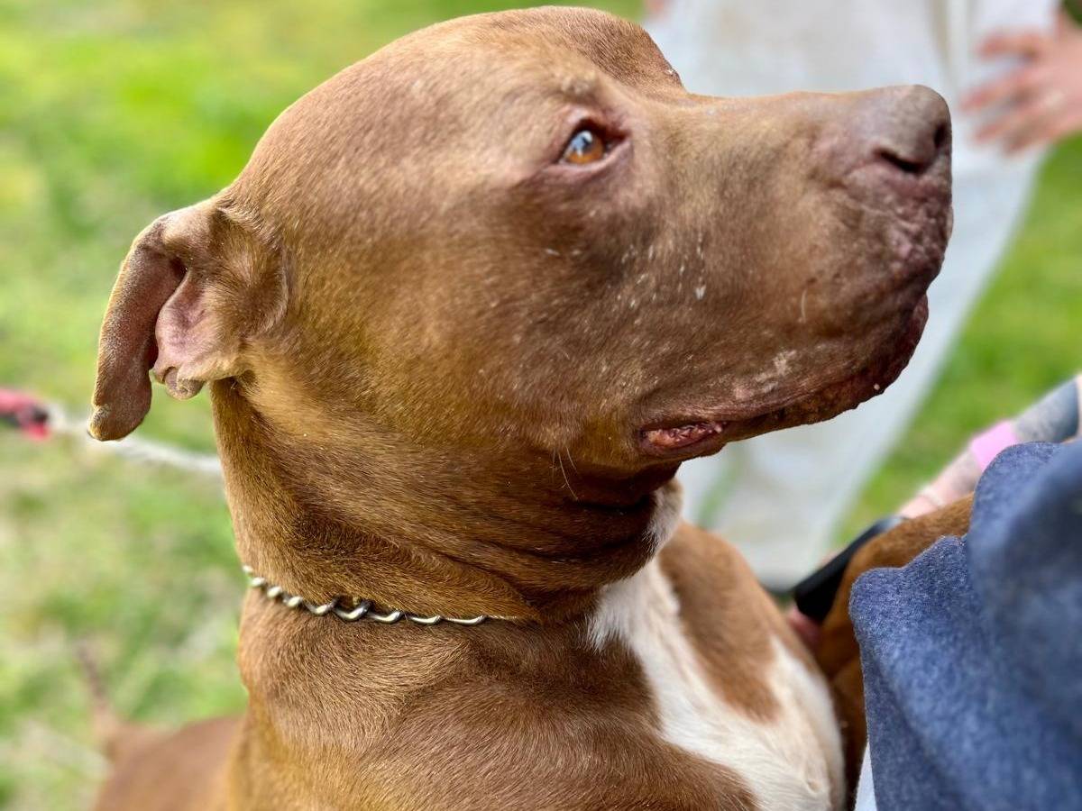 Adozione cane, maschio, Pitbull Razza sconosciuta, 5 anni  e 11 mesi , taglia gigante, Milano