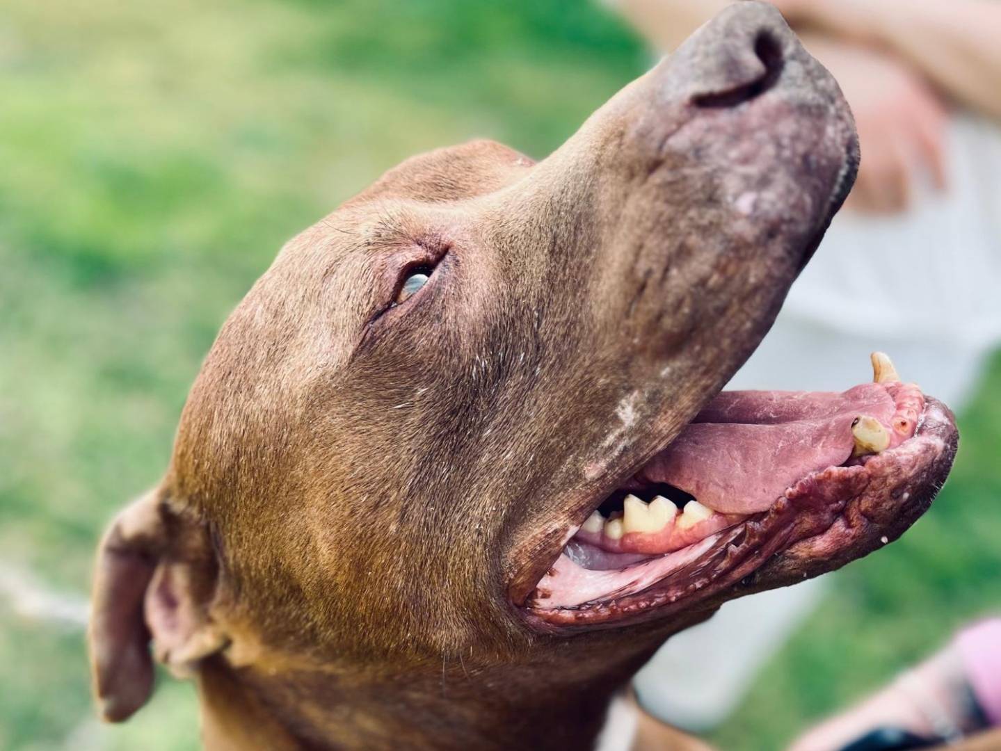 Adotta un cane, maschio, 5 anni  e 11 mesi , Milano