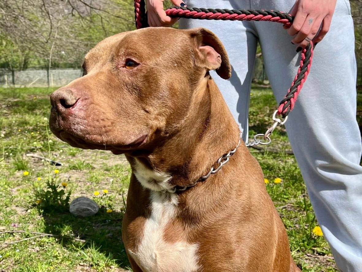 Adotta un cane, taglia gigante, maschio, Milano