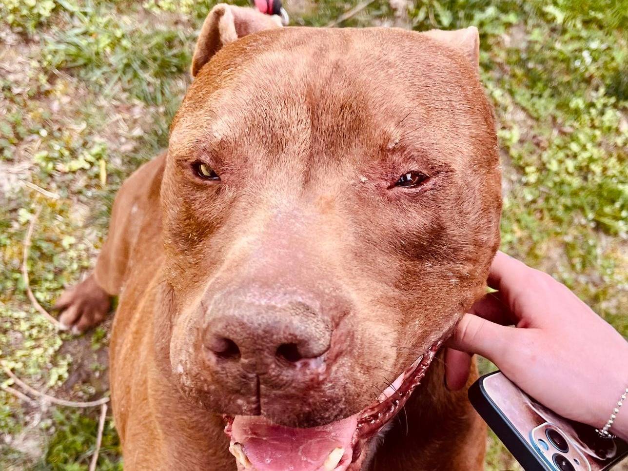 Vuoi adottare un cane a Milano?
