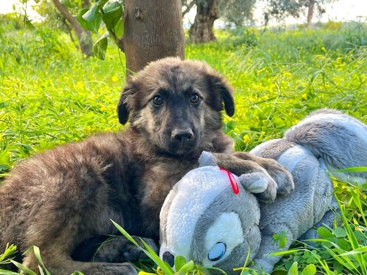 Adotta un cane, maschio, 2 mesi, Siracusa