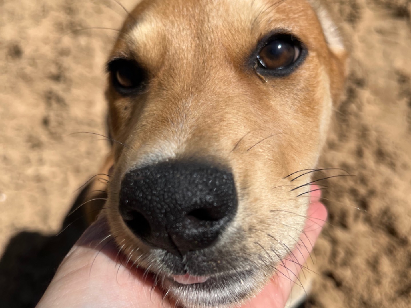 Foto dell'animale