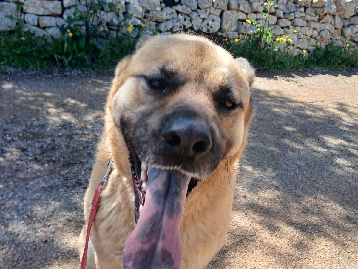 Adotta un cane, taglia grande, maschio, Bari