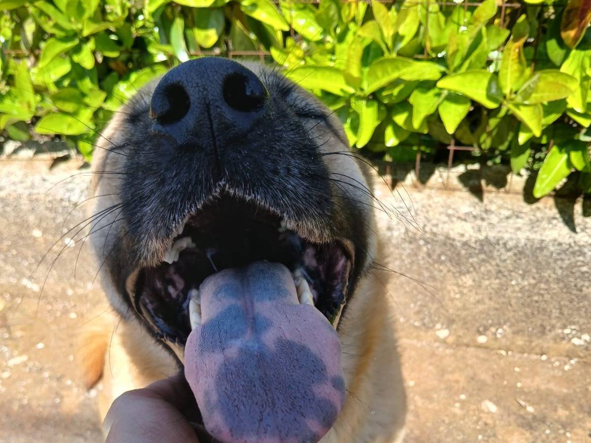 Adotta il cane Brook a Bari