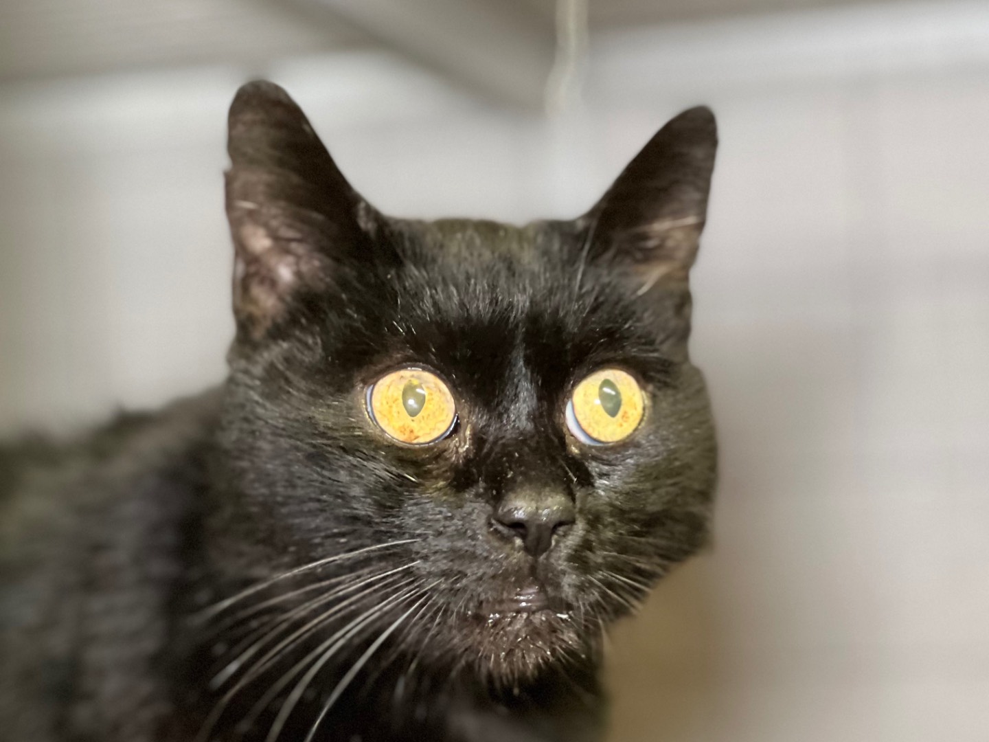 Adotta un gatto, maschio, 6 anni  e 11 mesi , Milano
