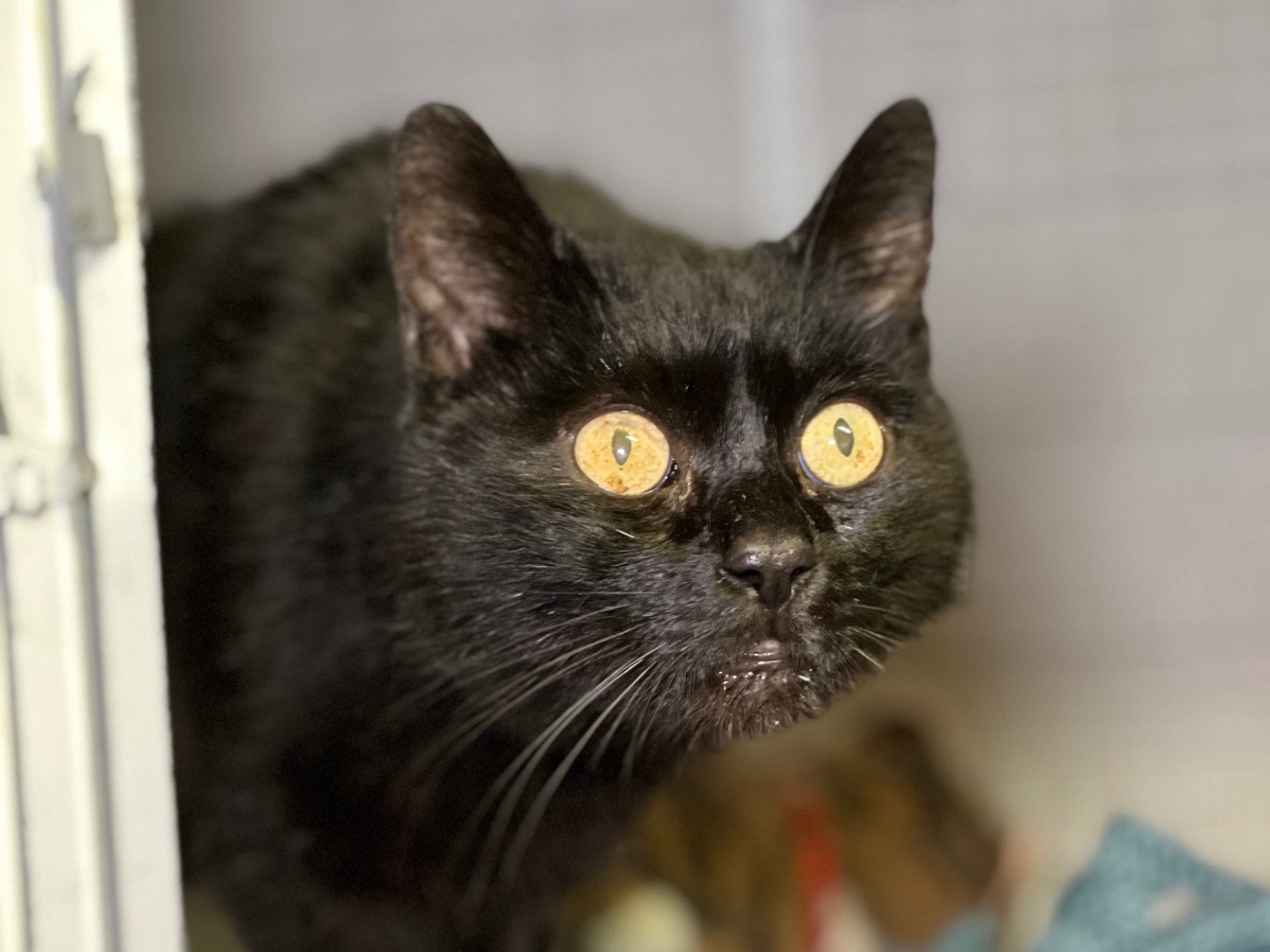 Vuoi adottare un gatto a Milano?