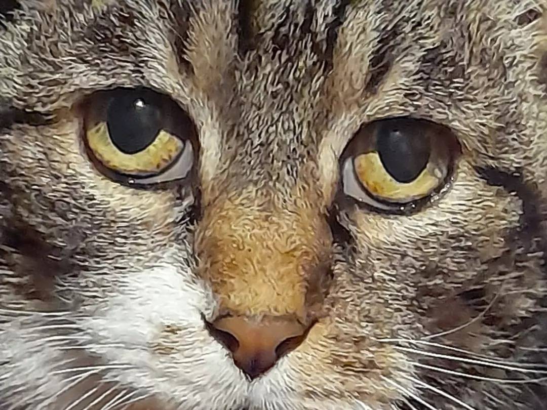 Foto dell'animale