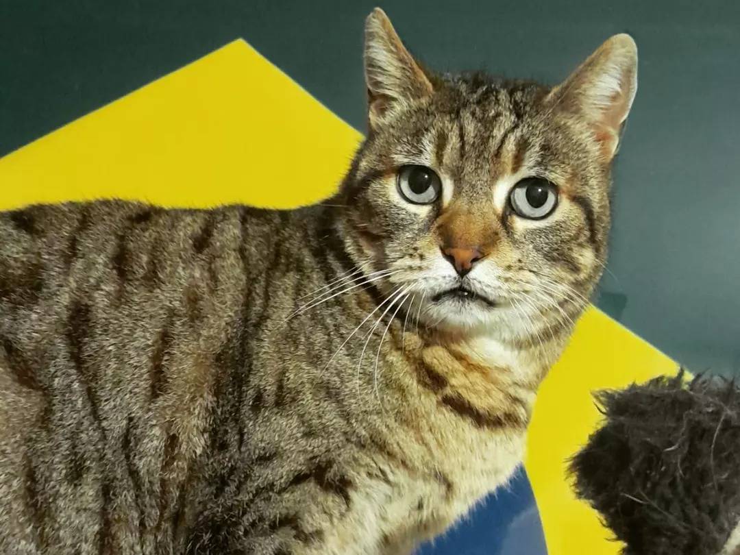 Foto dell'animale