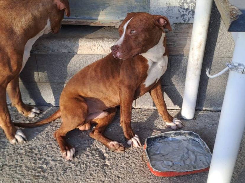 Adotta un cane, maschio, 1 anno, Cosenza