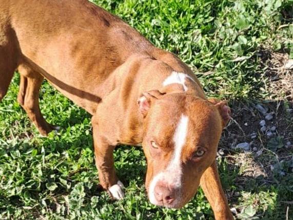 Adotta un cane, taglia media, maschio, Cosenza