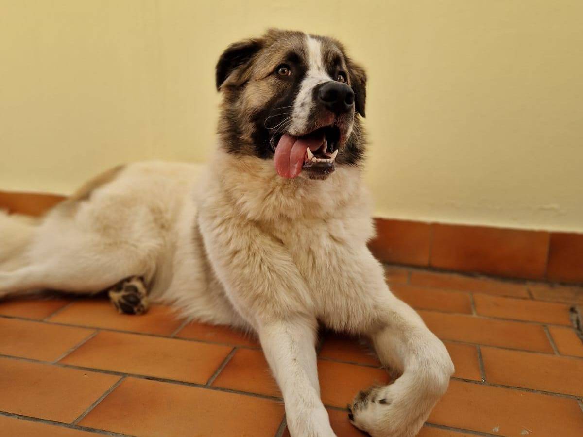 Adotta un cane, maschio, 1 anno e 7 mesi , Milano