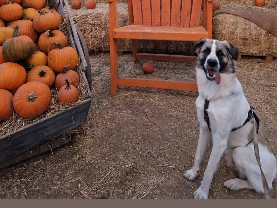 Adotta un cane, taglia media, maschio, Milano